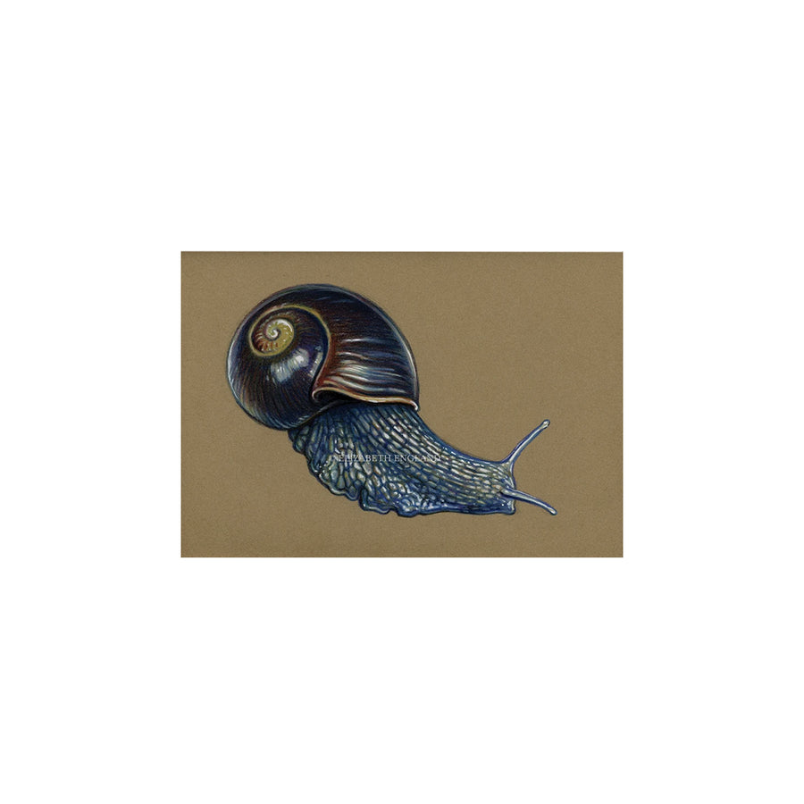 'Otway Black Snail' 5x7