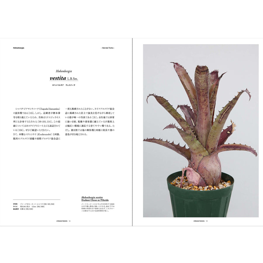 'Hohenbergia' Japan Import (Book)