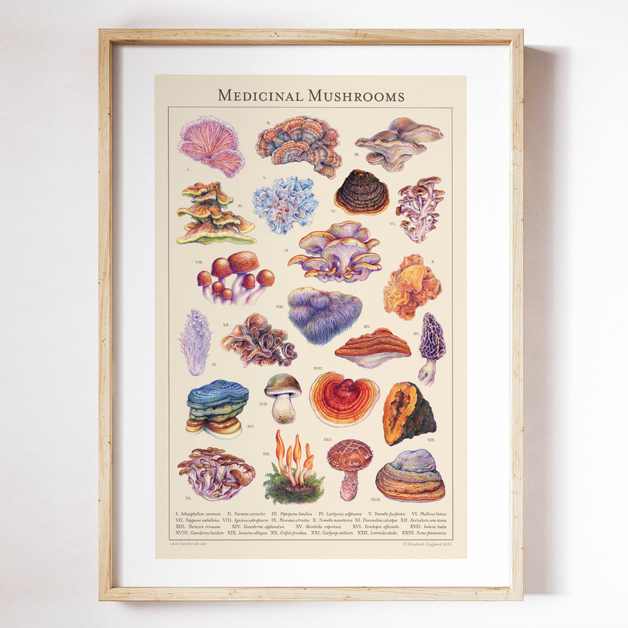 'Medicinal Mushrooms' '11x17