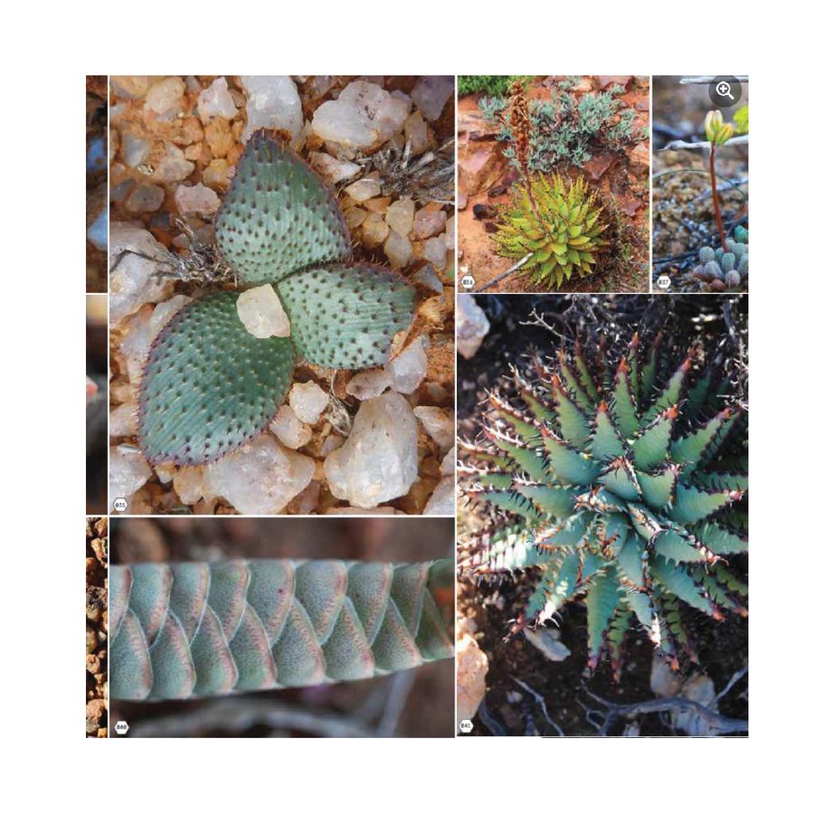 japanese succulents Secrets of Namaqualand Succulents' Japan Import – MELLOWIST