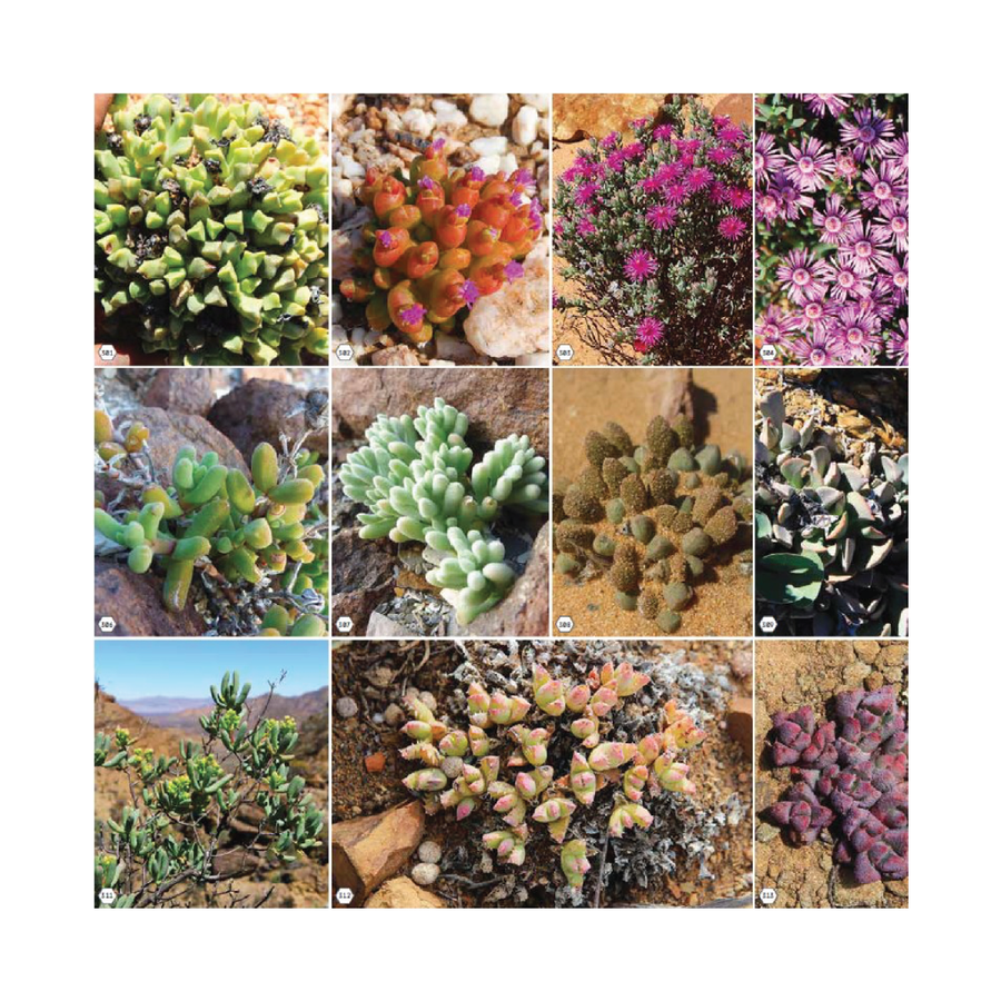 succulents japan Secrets of Namaqualand Succulents' Japan Import – MELLOWIST