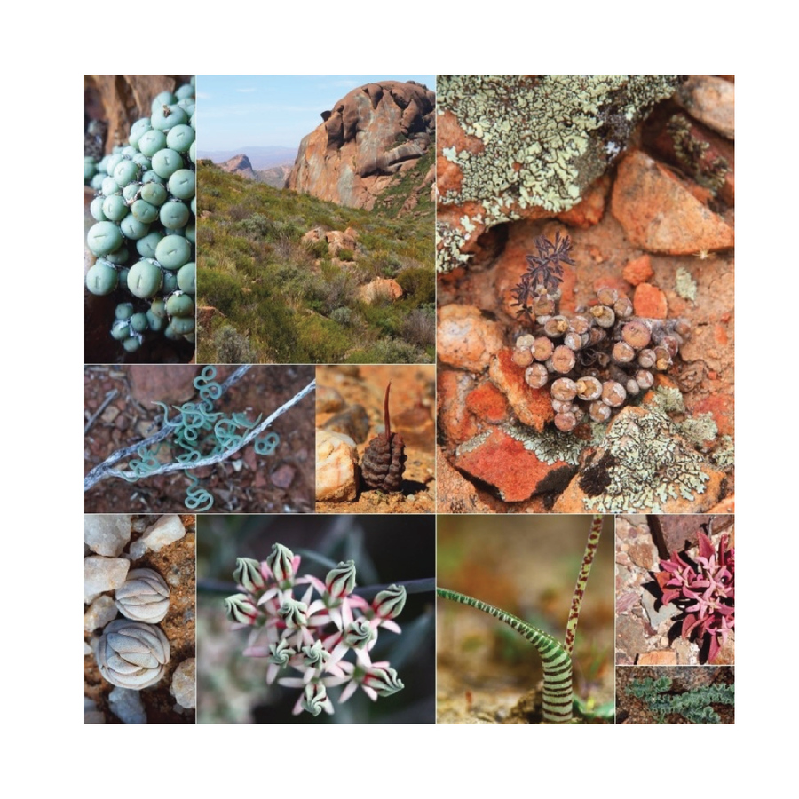 succulents japan 'Secrets of Namaqualand Succulents' Japan Import