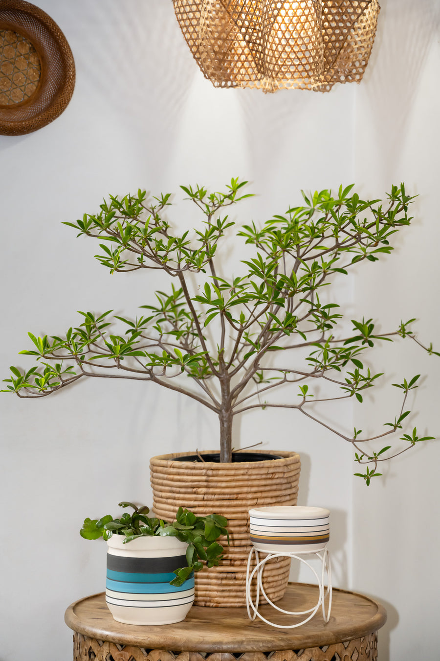 'Winter Desert' Planter (Medium)