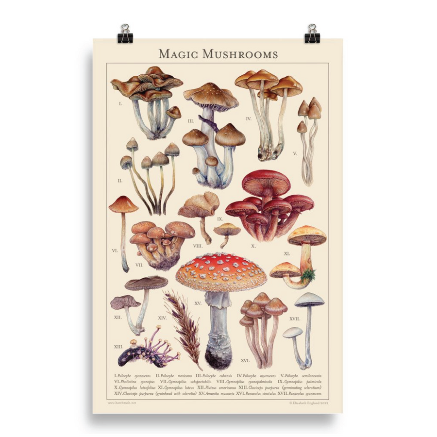 'Magic Mushrooms' 