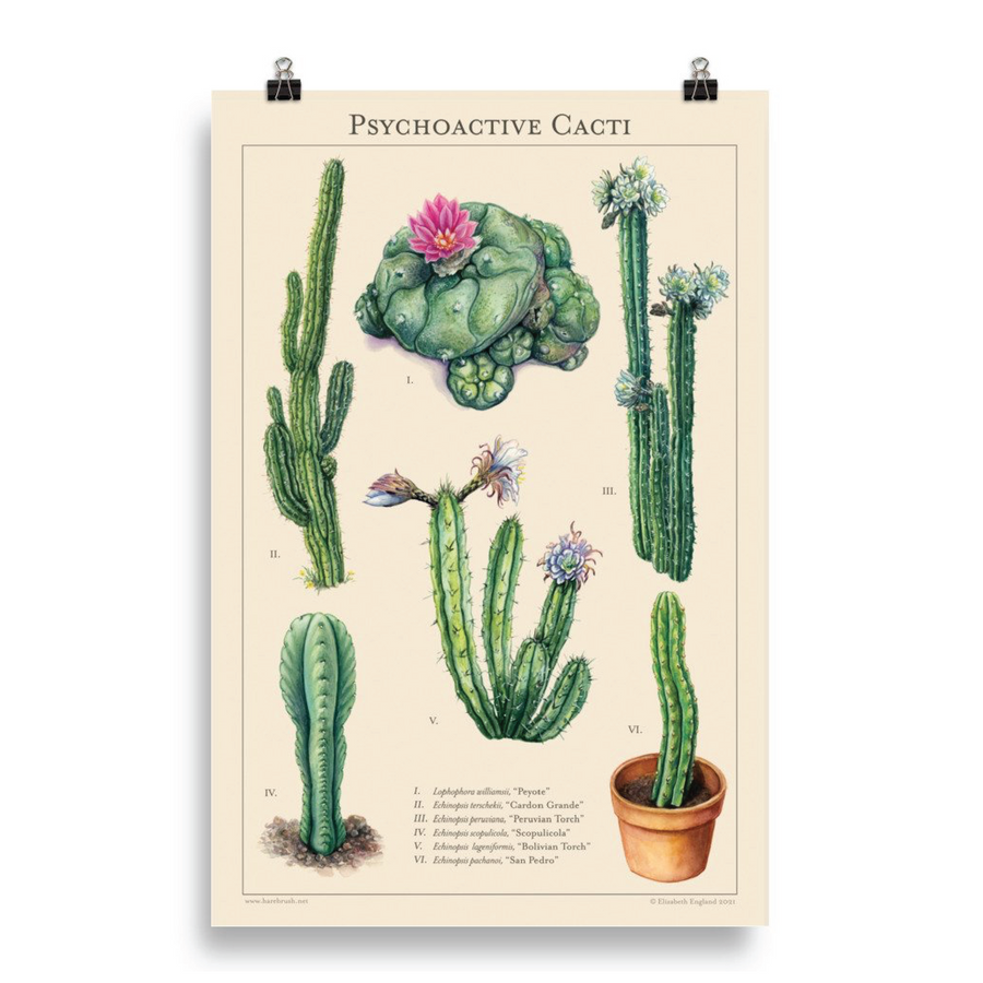 san pedro cactus psychoactive Psychoactive Cacti' '11x17" (Art Print) – MELLOWIST