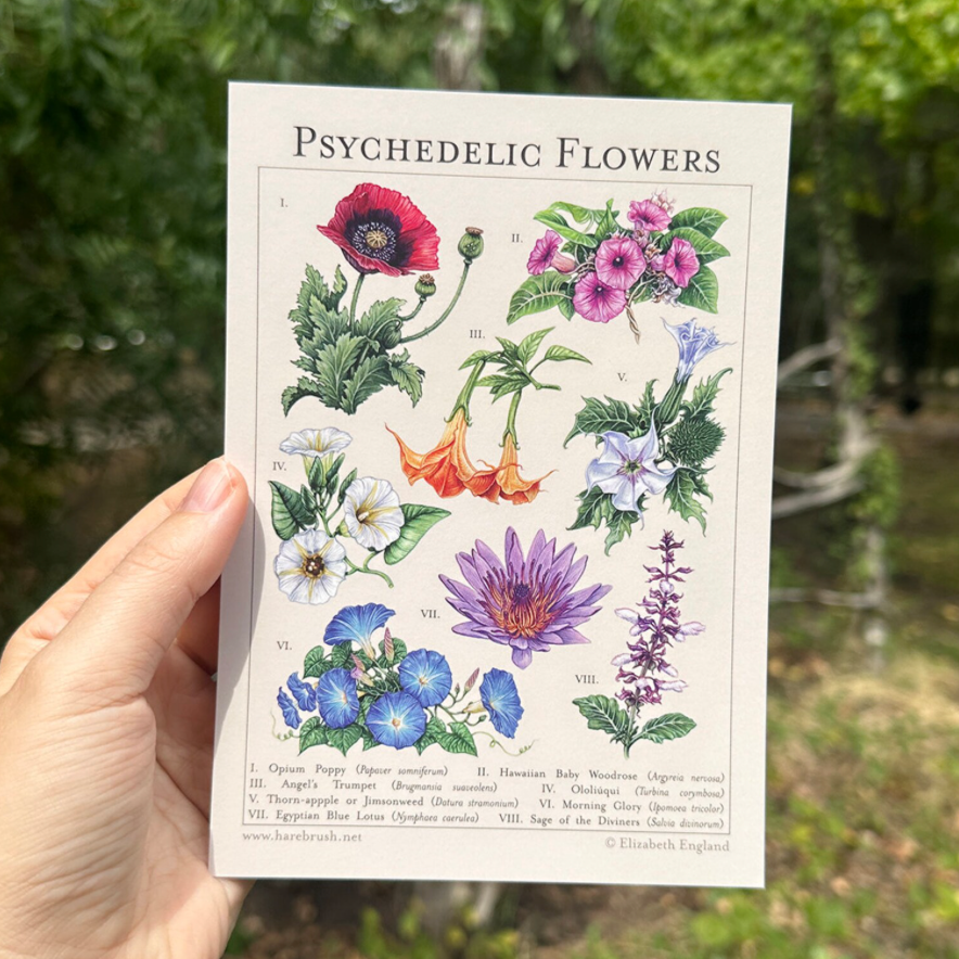 'Psychedelic Flower' Botanical Postcard
