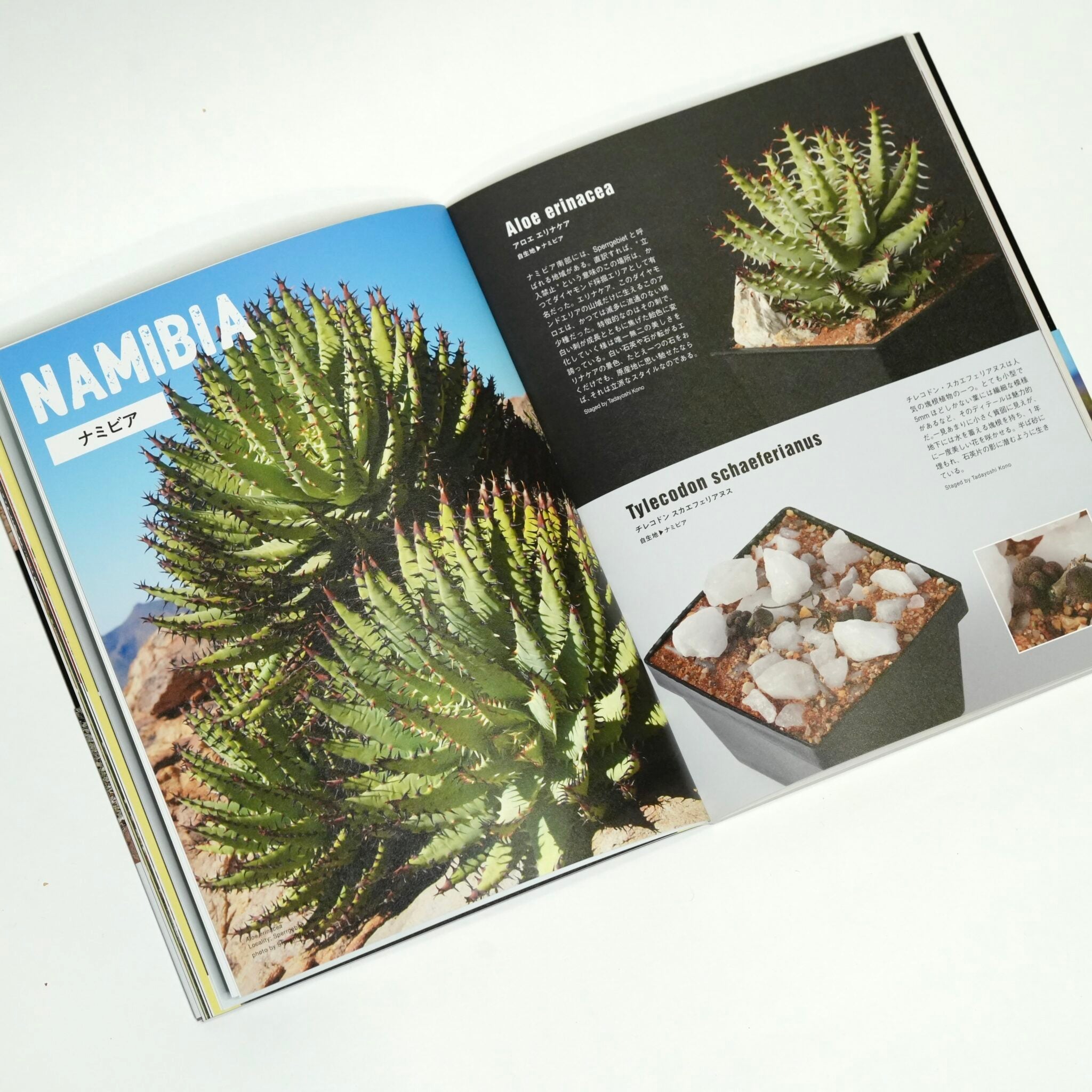 Succulents: The Illustrated Dictionary: Maurizio Sajeva