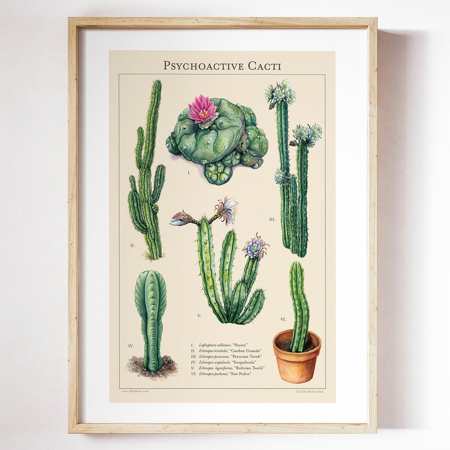 psychoactive cacti and succulents Psychoactive Cacti' '11x17" (Art Print) – MELLOWIST