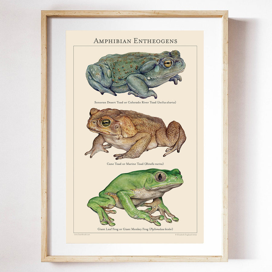 'Amphibian Entheogens' 11x17