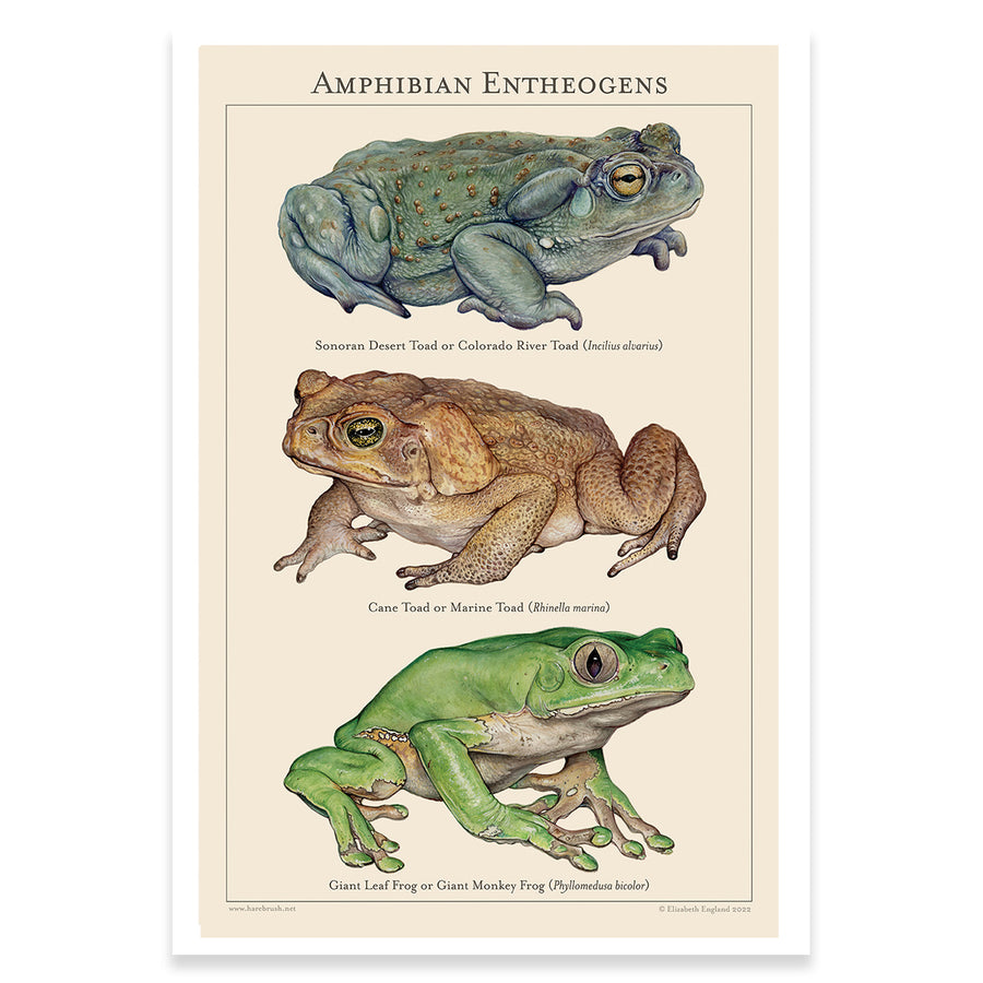 'Amphibian Entheogens' 11x17