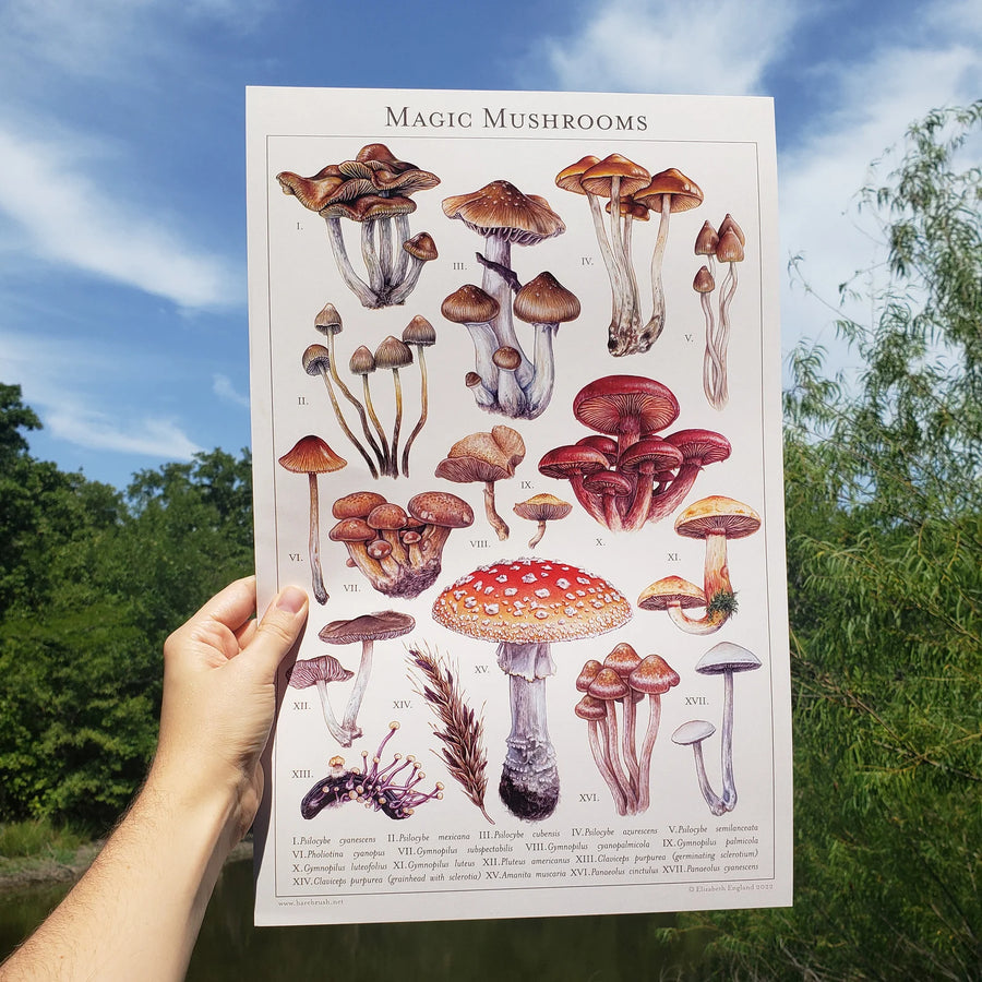 'Magic Mushrooms' 
