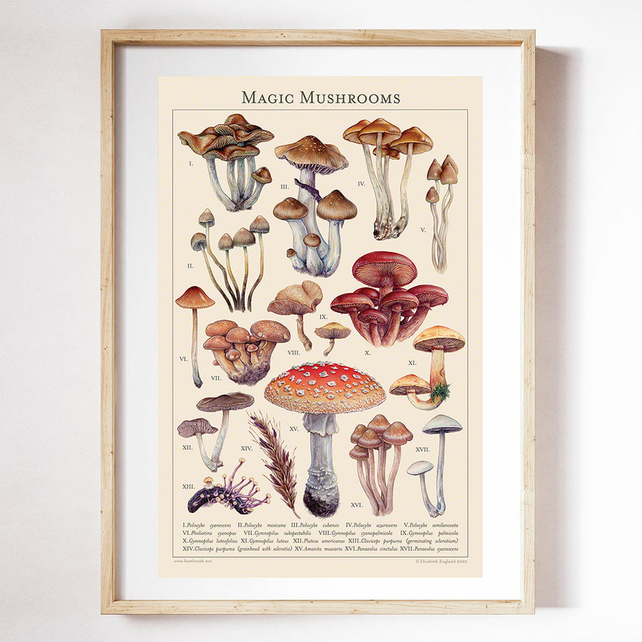 'Magic Mushrooms' 
