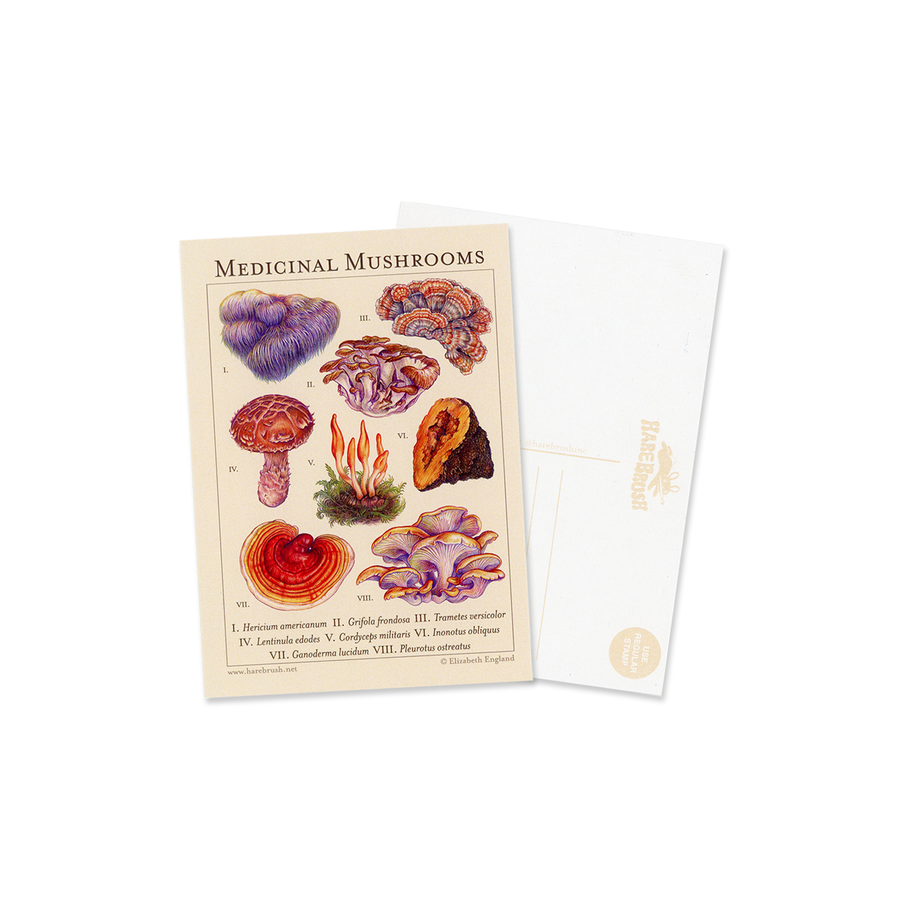 'Medicinal Mushrooms' Botanical Postcard